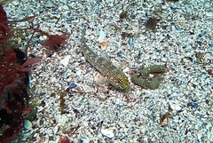 Gobius xanthocephalus