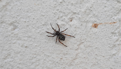 Steatoda diamantina