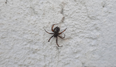 Steatoda diamantina