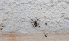 Steatoda diamantina