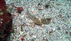 Gobius xanthocephalus