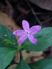 Pseuderanthemum verapazense