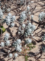 Achillea maritima