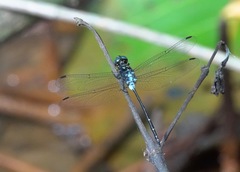 Pornothemis starrei