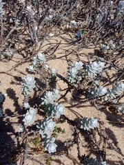 Achillea maritima