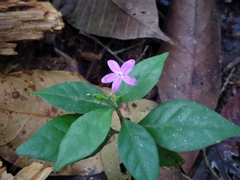 Pseuderanthemum verapazense