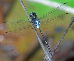 Pornothemis starrei