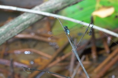 Pornothemis starrei