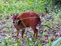 Cephalophorus natalensis