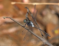Pornothemis starrei