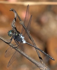 Pornothemis starrei