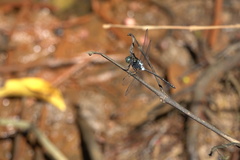 Pornothemis starrei