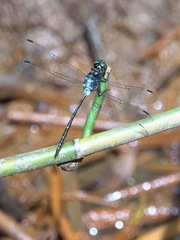 Pornothemis starrei