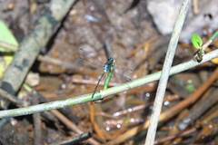 Pornothemis starrei