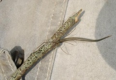 Ariamnes longissimus