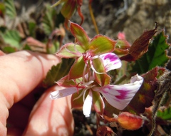 Pelargonium laevigatum