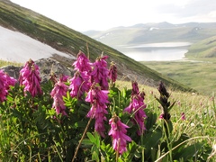 Hedysarum consanguineum