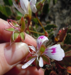 Pelargonium laevigatum