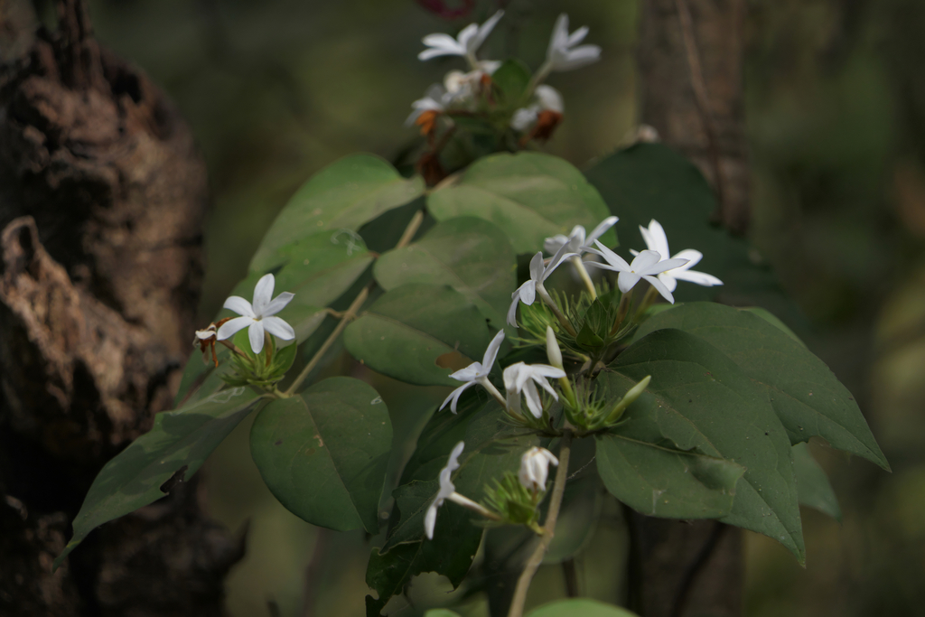 Jasminum coarctatum (Jasminum coarctatum)