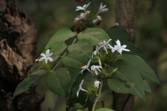 Jasminum coarctatum