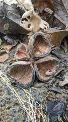 Sterculia apetala