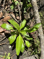 Lobelia cardinalis
