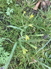 Gagea lutea