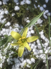 Gagea lutea