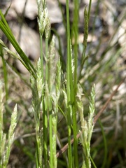 Carex bromoides bromoides