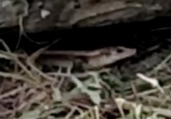 Eutropis longicaudata