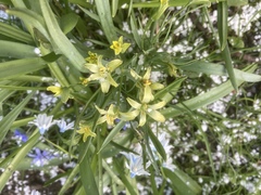 Gagea lutea