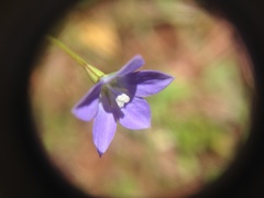 Wahlenbergia violacea