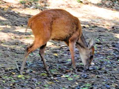 Cephalophorus natalensis