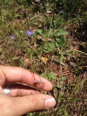 Wahlenbergia violacea
