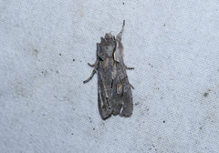 Lithophane furcifera