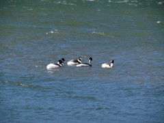 Podiceps gallardoi