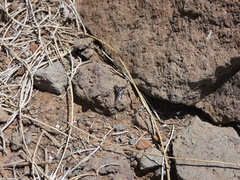 Thyridanthrax indigenus