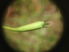 Wahlenbergia violacea