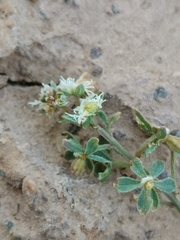 Reseda phyteuma
