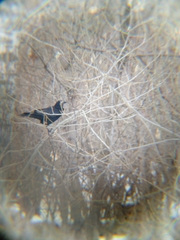 Corvus frugilegus