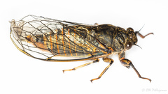 Cicadetta montana macedonica