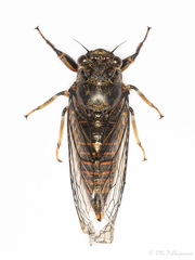 Cicadetta montana macedonica