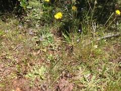 Wahlenbergia violacea