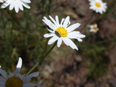 Acmaeodera cisti