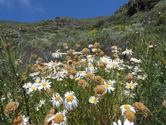 Argyranthemum gracile image