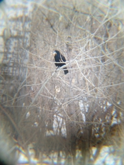 Corvus frugilegus