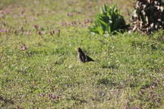 Turdus merula