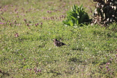Turdus merula