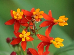 Mischocyttarus mexicanus cubicola