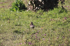 Turdus merula